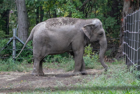 An elephant named Happy is pictured in the Bronx Zoo, in New York City, New York, U.S., in this undated social media photo. Gigi Glendinning/via REUTERS