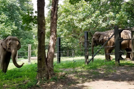 Happy and its companion Patty are pictured at Bronx Zoo in New York City, New York, U.S. in this undated handout image obtained by Reuters on May 18, 2022. Bronx Zoo/Handout via REUTERS  