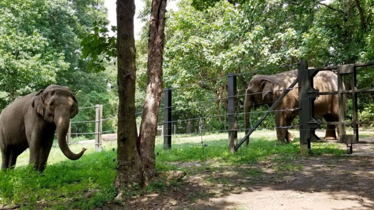 Happy and its companion Patty are pictured at Bronx Zoo in New York City, New York, U.S. in this undated handout image obtained by Reuters on May 18, 2022. Bronx Zoo/Handout via REUTERS  