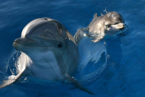 For bottlenose dolphins, it's the taste of urine and signature whistles that allow them to recognize their friends at a distance, according to a study published in Science Advances