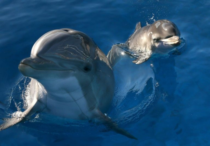 For bottlenose dolphins, it's the taste of urine and signature whistles that allow them to recognize their friends at a distance, according to a study published in Science Advances