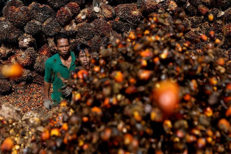 FILE PHOTO - Workers load palm oil fresh fruit bunches to be transported from the collector site to CPO factories in Pekanbaru, Riau province, Indonesia, April 27, 2022.