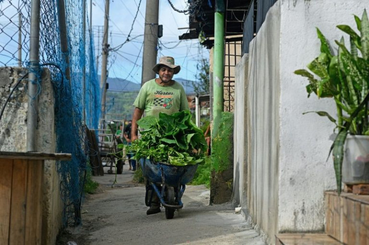 A worker carries vegetables harvested from an urban garden to a stall to sell them in the Manguinhos favela, in Rio de Janeiro, Brazil, on May 6, 2022