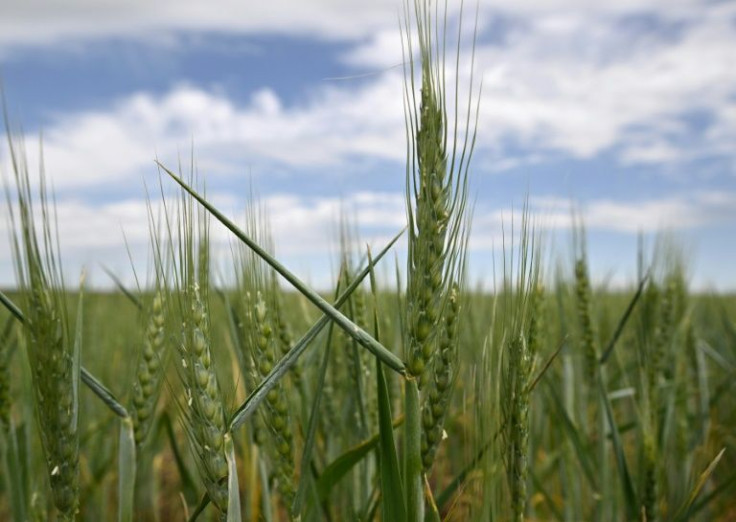 Silos and ports across Ukraine are now brimming with millions of tonnes of grain with nowhere to go