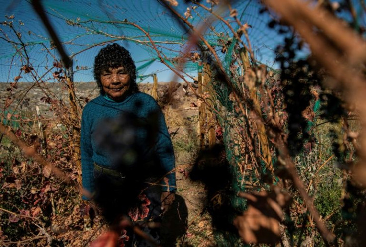 Cecilia Cruz produces syrah and pinot noir grapes on Chile's highest vineyard