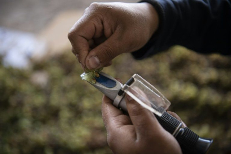 Growing wine grapes in a desert is no small feat