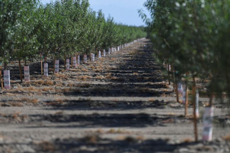 An orchard is planted near Teviston, California, U.S., October 22, 2021.  