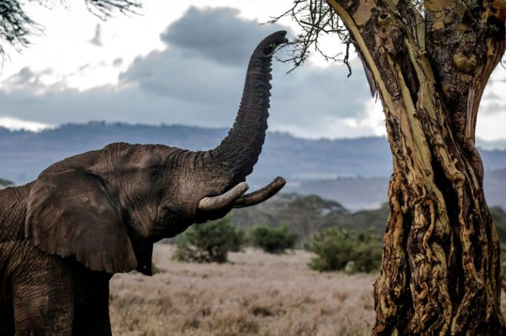 In much of Africa, poaching and habitat loss have seen elephant numbers decline