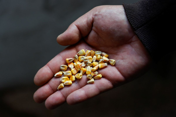 Sergei Yarosh, head of Mlybor (flour mill) enterprise, shows a handful of grains at the facility after it was shelled repeatedly, amid the Russian invasion of Ukraine, in Chernihiv region, Ukraine May 24, 2022. 