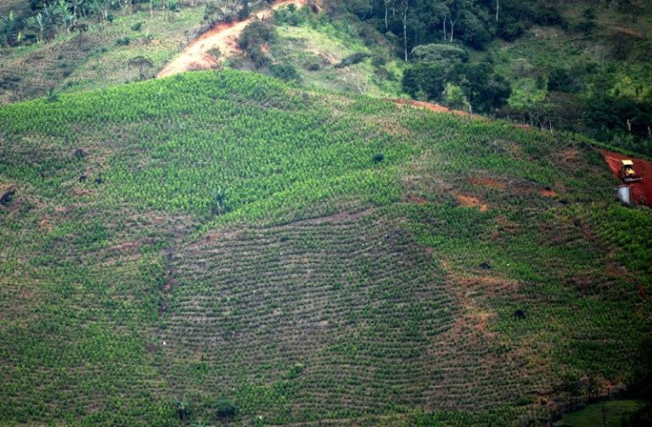 Colombia is the world's largest producer of cocaine