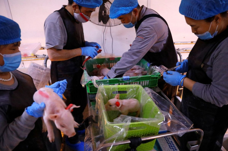 Employees give ear tags for newborn piglets at a breeding farm of Best Genetics Group (BGG), a Chinese pig breeding company in Chifeng, Inner Mongolia Autonomous Region, China February 27, 2022. Picture taken February 27, 2022. 