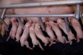Newborn piglets drink milk from a sow at a breeding farm of Best Genetics Group (BGG), a Chinese pig breeding company in Chifeng, Inner Mongolia Autonomous Region, China February 27, 2022. 