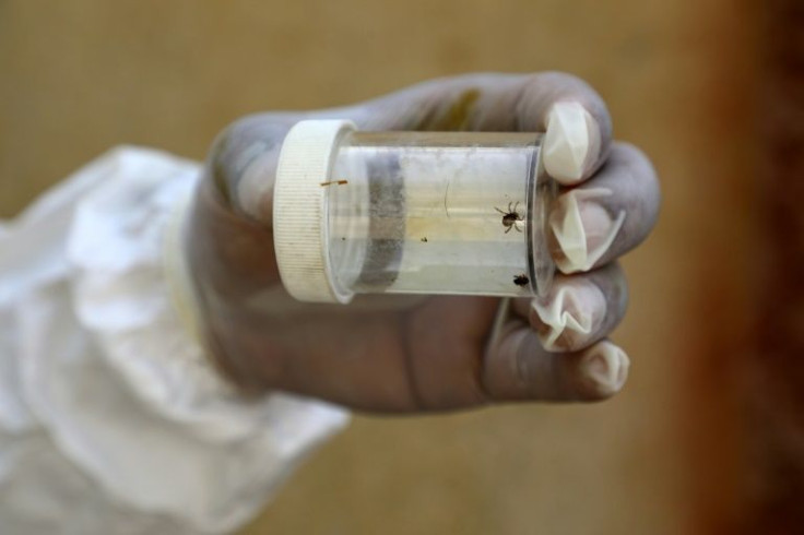 A health worker in Dhi Qar province holds a vial containing ticks that cause Crimean-Congo haemorrhagic illness