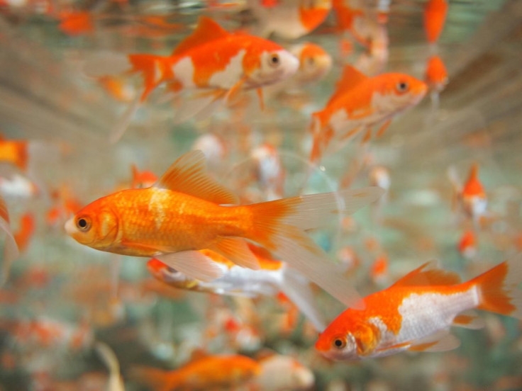Goldfish/Pet fish