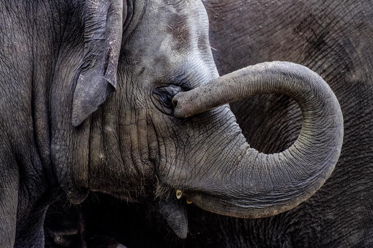 The Adoption of Robotic Elephants by Indian Temples Brings Optimism for the Welfare of the Majestic Creatures