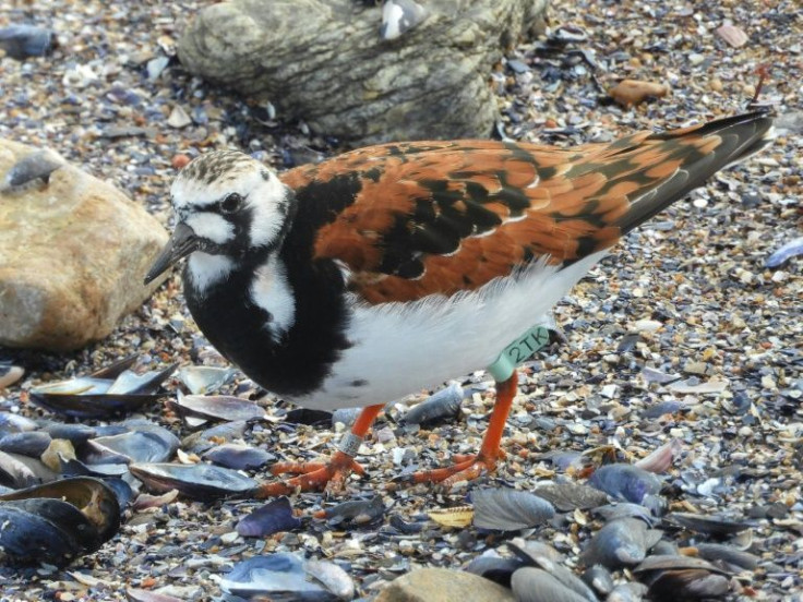 Ruddy turnstone 2TK can be recognised by his ankle band