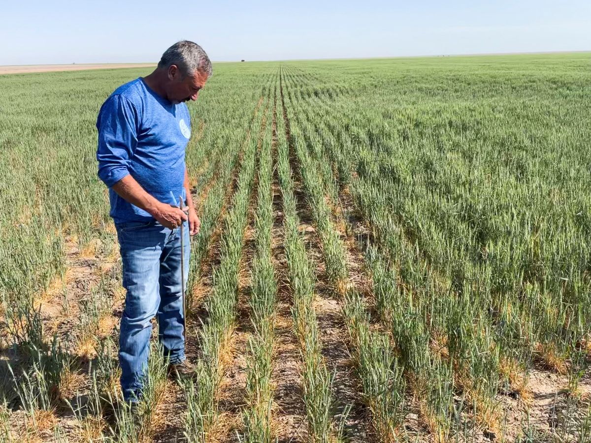 U.S. Wheat Crop Hit By Dry Winter Then Soggy Spring, Adding To Global