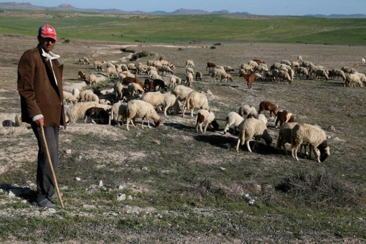 Agriculture accounts for 14 percent of Morocco's gross domestic product and around a third of all jobs