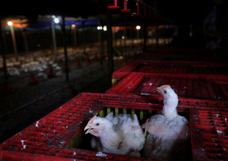 Chickens seen inside a cage at a poultry farm in Sepang, Selangor, May 27, 2022.