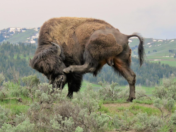 american-bison-3607030_1280
