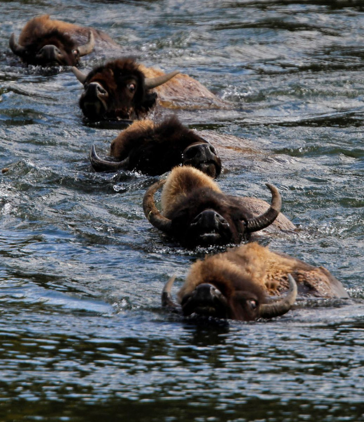 A herd of bison swim across the Yellowstone River in Yellowstone National Park, Wyoming, June 21, 2011. On average over 3,000 bison live in the park.