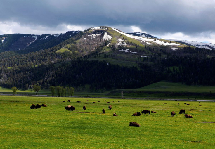 A herd of bison graze in the Lamar Valley in Yellowstone National Park, Wyoming, June 20, 2011. On average over 3,000 bison live in the park. 