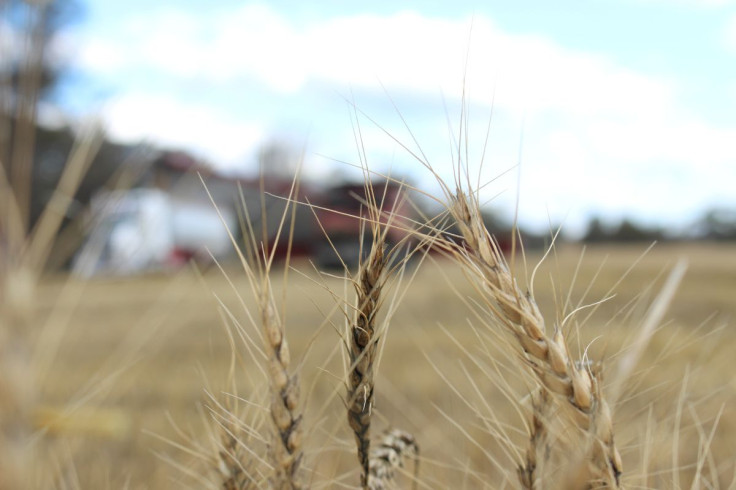 The crop is seen in a wheat field ahead of annual harvest near Moree, Australia, October 27, 2020. Picture taken October 27, 2020.
