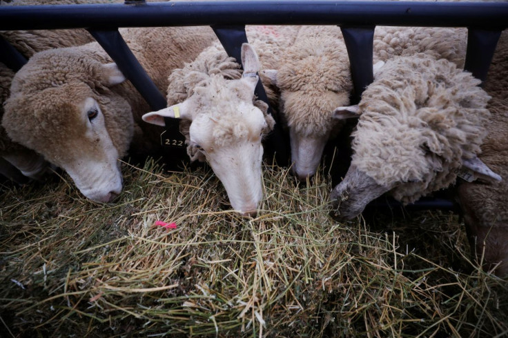 Sheep eat in their enclosure at the Iowa State Fair in Des Moines, Iowa, U.S., August 11, 2019.