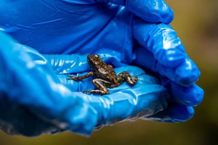 Biologist Andrea Teran holds a new species of rocket frog in her hands by the Velo de Novia waterfall in JunÃn, Ecuador, April 2022