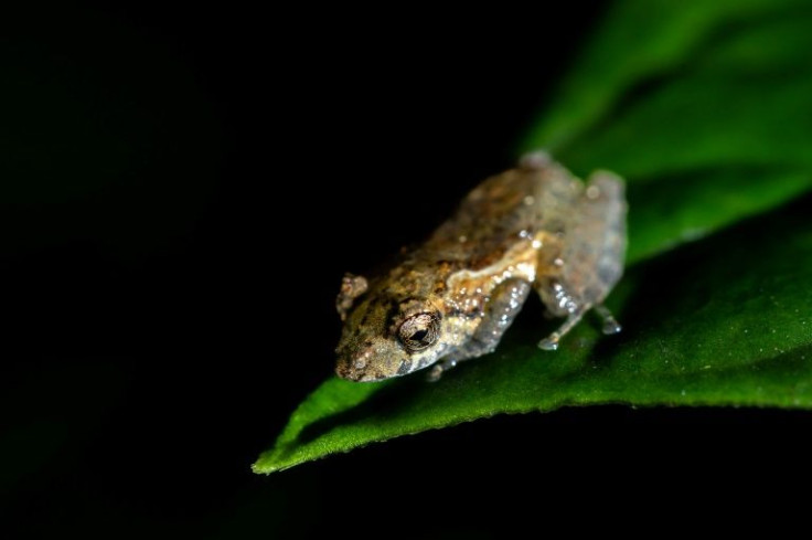 A Pristamantis frog spotted in Junin, Ecuador