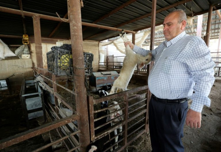 An outbreak of foot and mouth disease in the West Bank has killed thousands of livestock, pushing Palestinian farmers like Mohammed Basheer to the brink of bankruptcy