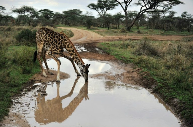 Tanzania is famed for its wildlife-rich national parks and the highest mountain in Africa