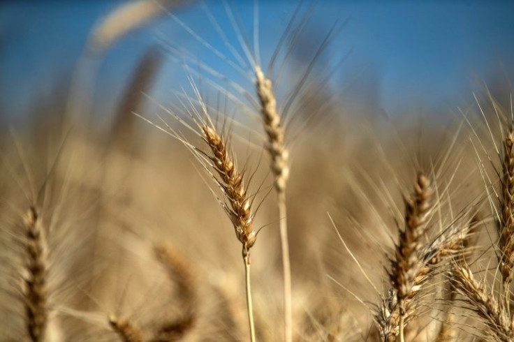 Ahead of harvest season in Hasakeh, the wheat is drying up