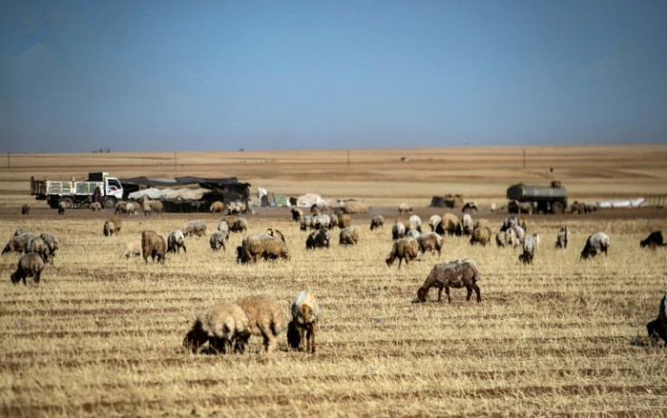 In Syria's once-fertile Hasakeh province, farmers are turning over their withered wheat fields to animals for grazing