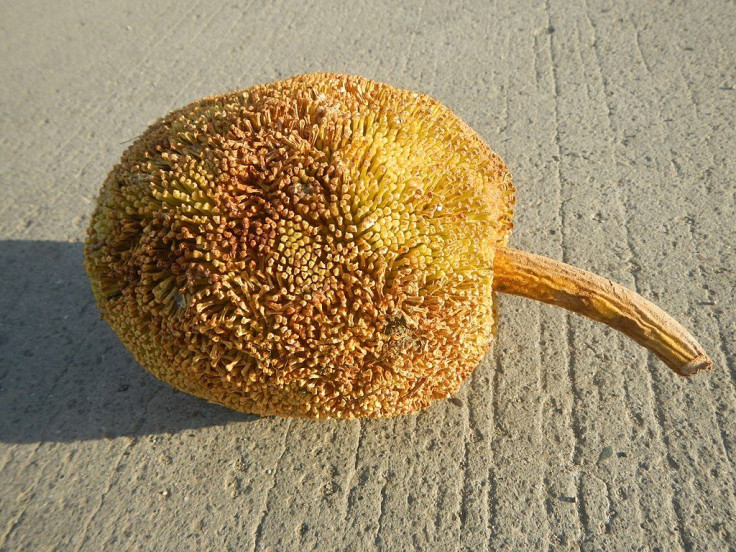 Artocarpus odoratissimus