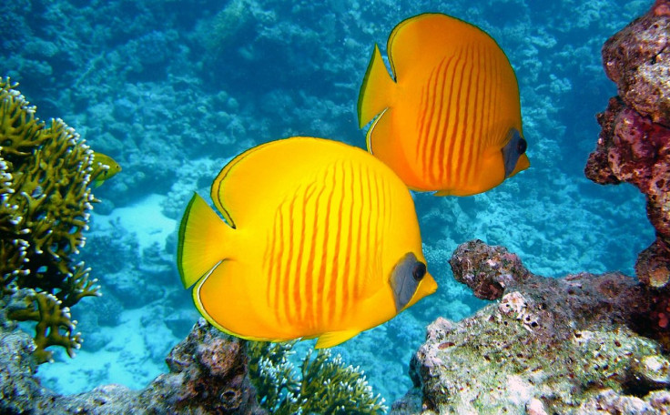 Reef Fish