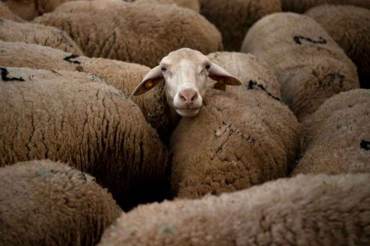 Extremadura, where the school is based, is home to much of Spain's sheep and goat farming