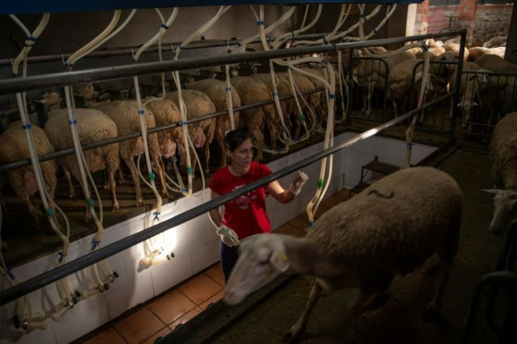 Students learn how to milk sheep and goats, using hi-tech tools to maximise production