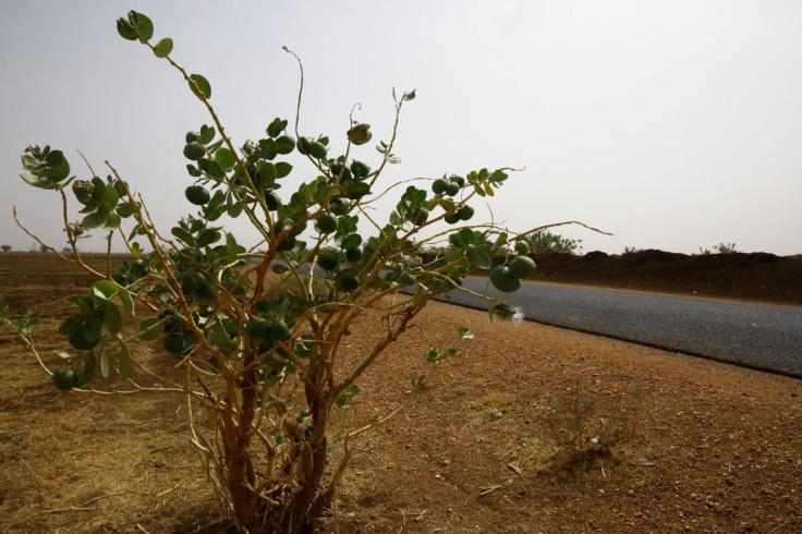 A view of a farmland in the Gezira Scheme, Sudan May 17, 2022. Picture taken May 17, 2022.