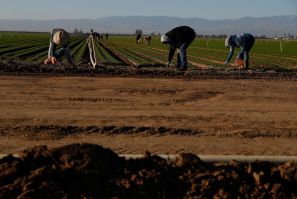 Agricultural workers clean carrot crops of weeds at a farm near Arvin, California, U.S., April 3, 2020. 