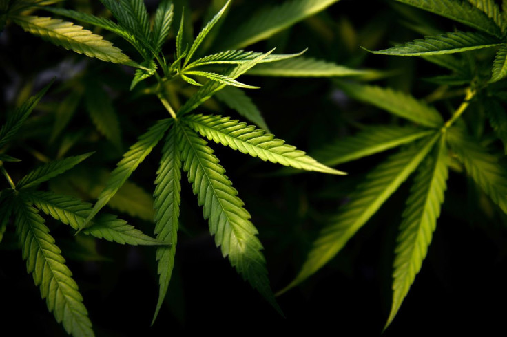 Marijuana plants are seen at the Rak Jang farm, one of the first farms that has been given permission by the Thai government to grow cannabis and sell products to medical facilities, in Nakhon Ratchasima, Thailand March 28, 2021. Picture taken March 28, 2