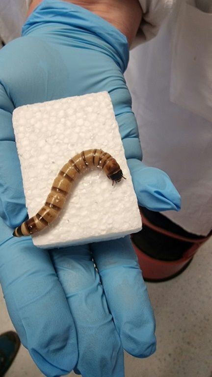 This handout from from the University of Queensland received on June 9, 2022 shows a Zophobas morio 'superworm'