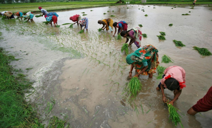 Farmers plant rice saplings in a paddy field at Bhat village on the outskirts of the western Indian city of Ahmedabad on July 30, 2012. Rice is the main summer-sown crop in the country.