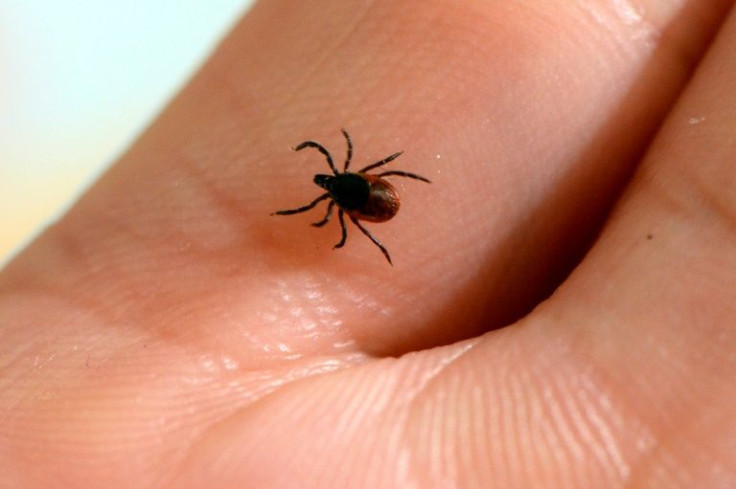 Lyme disease is the most common illness transmitted by ticks