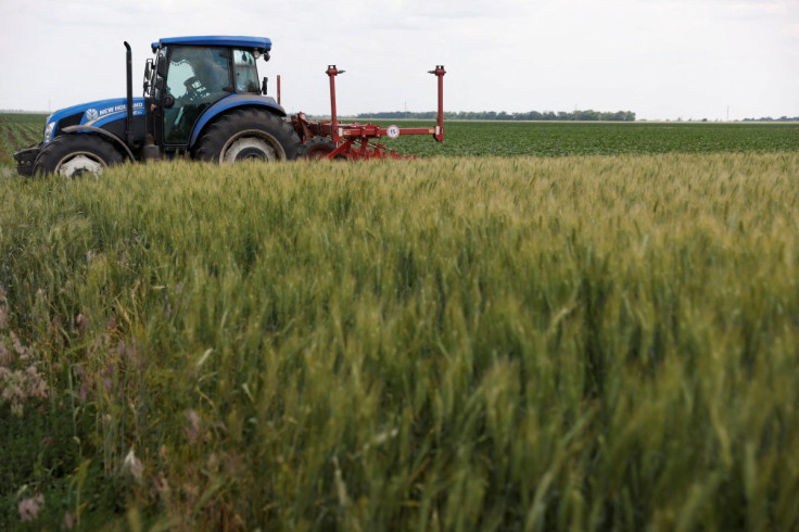 A field of winter wheat is pictured outside Bashtanka, Mykolaiv region, as Russia's attacks on Ukraine continue, Ukraine June 9, 2022. 