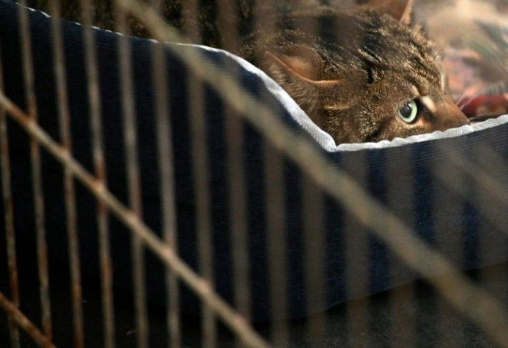 Murzik, a three-year-old tabby, lived in Bucha but was left alone when his owner died