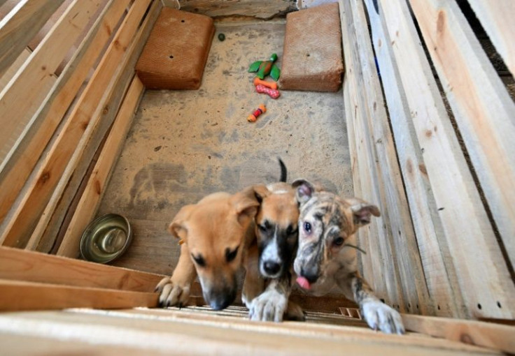 Three quarters of the animals that have passed through the shelter have already found new owners