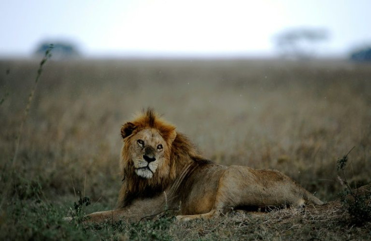 Tanzania's parks are havens for wildlife, but humans are encroaching on their habitat