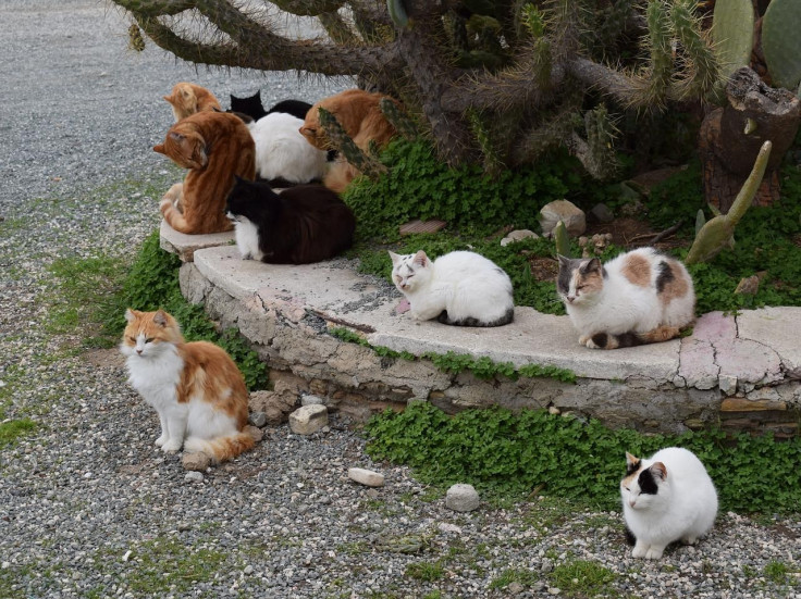 cats-1980472_1280