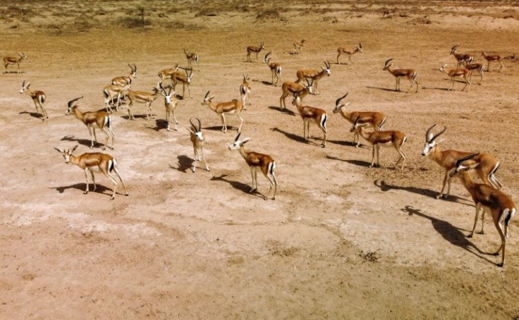 Outside Iraq's reserves, the gazelles are mostly found in the deserts of Libya, Egypt and Algeria but are unlikely to number 'more than a few hundred' there, according to the International Union for Conservation of Nature's Red List